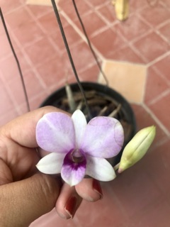 Hoa Lan dendro mini yaya - nhiều mặt hoa