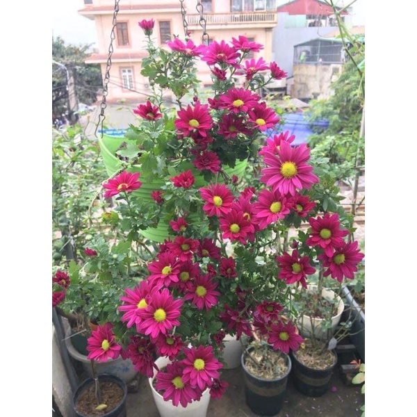 Combo 10 cây giống cúc đỏ tiger