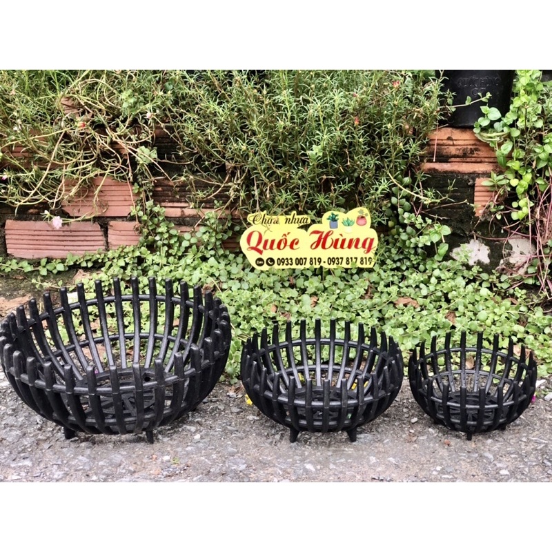 Chậu lan Bí F23 - F30