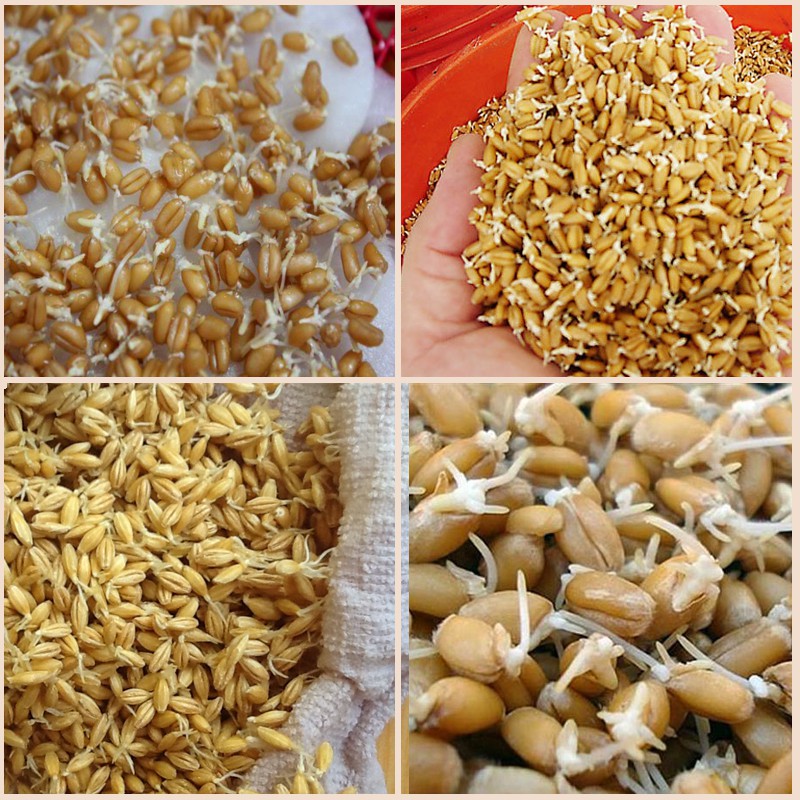 hạt giống cỏ lúa mỳ - lúa mạch 1kg
