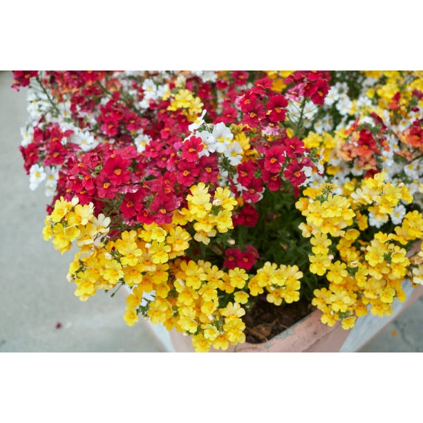 20 Hạt Giống Hoa mây Nemesia nhiều màu đến từ Nhật Bản MIX MÀU