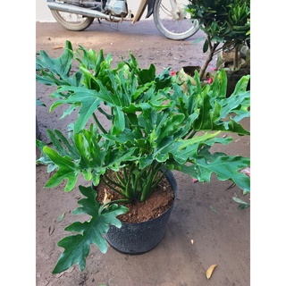 Cây trầu bà lá xẻ - trầu bà thanh xuân chiều cao 45-50cm xanh bóng tươi tốt, cây trang trí nội thất, sân vườn