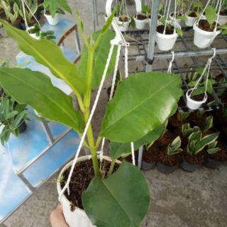Cẩm cù khủng long vàng