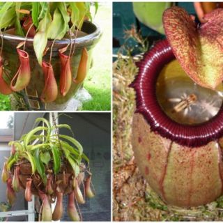 Hạt giống hoa nắp ấm 10 hạt