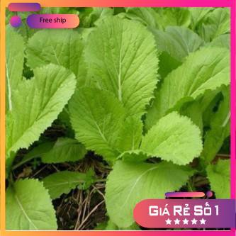 Hạt giống Cải bẹ xanh 100g