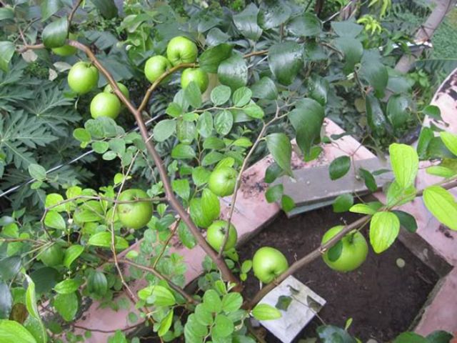 Cây táo thái lan siêu trái, quả to, giòn, ngon ngọt, mới về