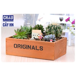 🔥Chậu gỗ Original trồng cây tiểu cảnh