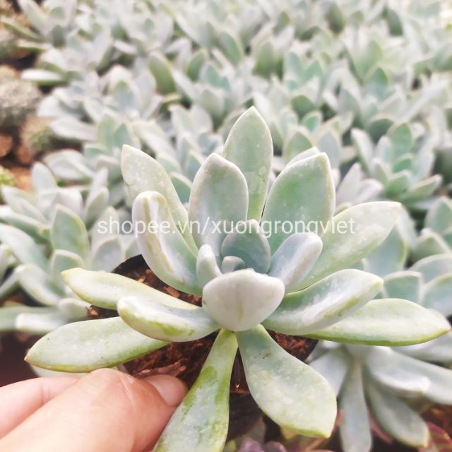 Sen Đá Sỏi Xanh size 8-9cm