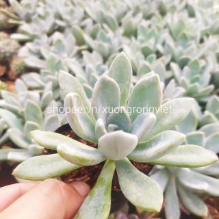 Sen Đá Sỏi Xanh size 8-9cm