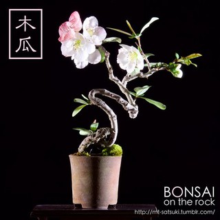 CÂY HOA ĐÀO ĐỎ NHẬT BẢN
