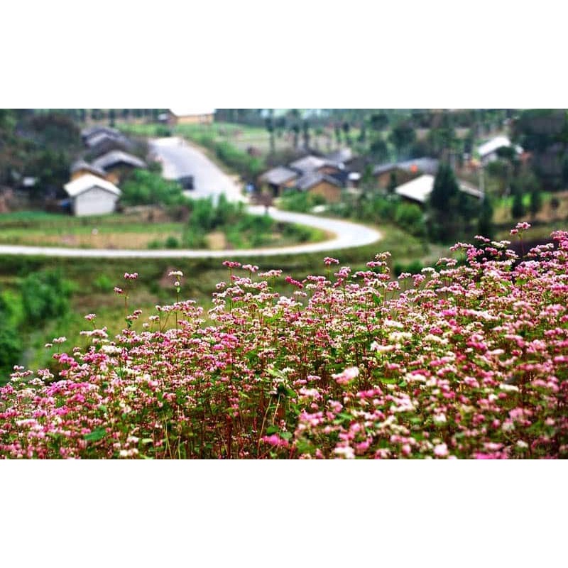 HẠT GIỐNG HOA TAM GIÁC MẠCH - 10 GRAM