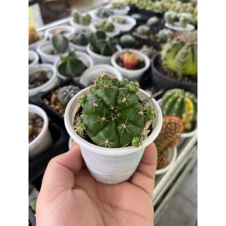 XƯƠNG RỒNG DAMSI CỔ