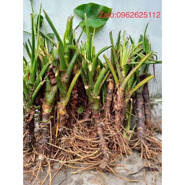 Combo 5 cây Thiên niên kiện-cây sơn thục