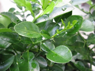 Cây chanh thái (cây trúc)