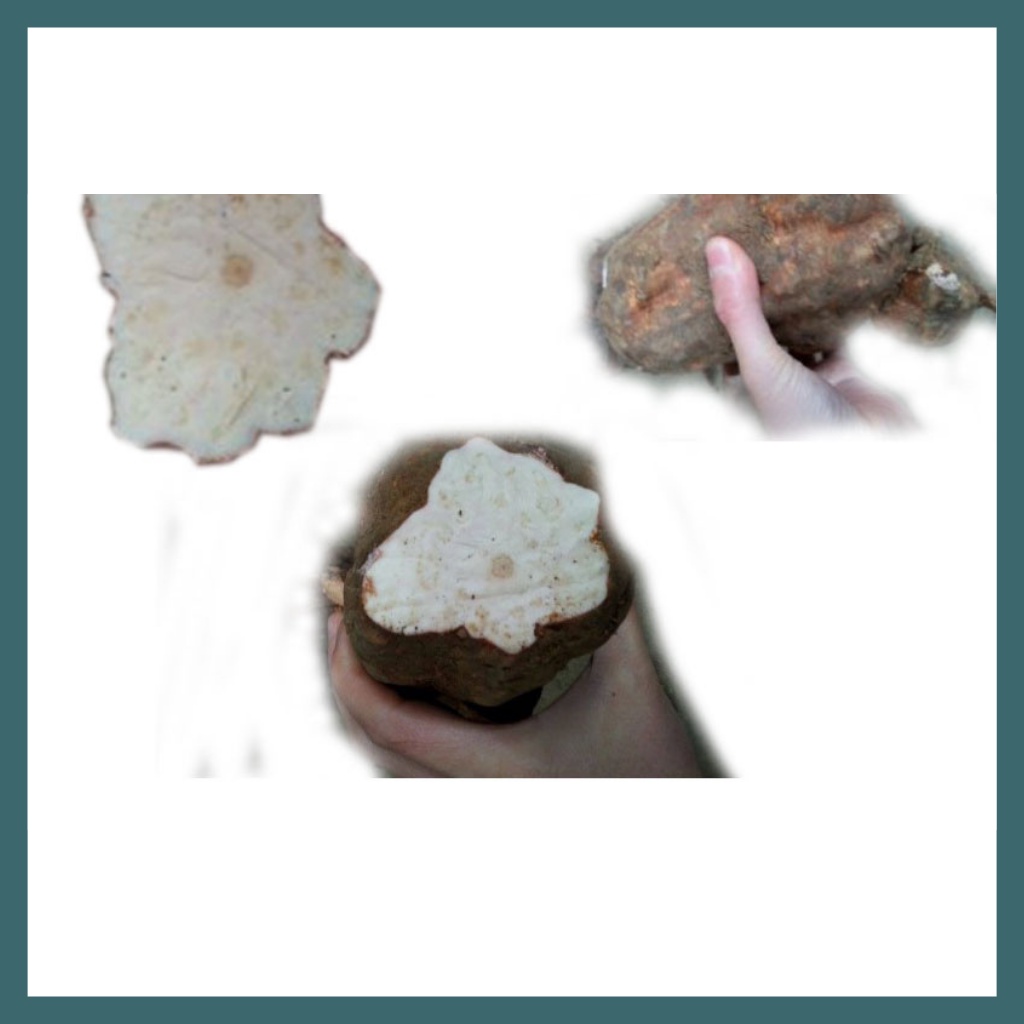 Hà Thủ Ô Trắng Khô Hàng Sạch Đẹp Túi 500g - 1kg