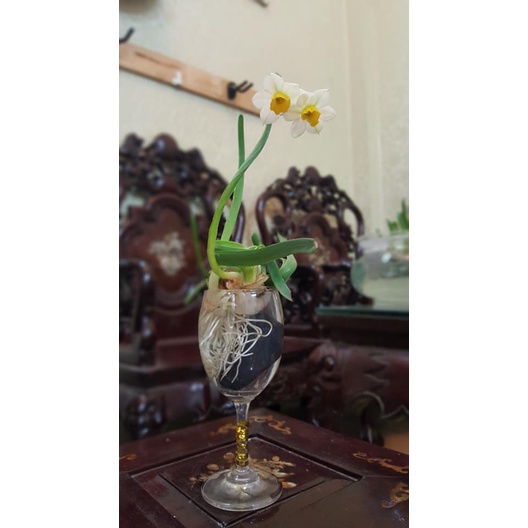 Củ thủy tiên - củ hoa thủy tiên giống củ to đẹp nguồn gốc Chương Châu loại 1