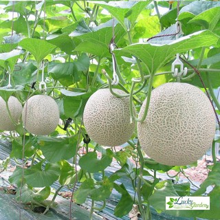 1g hạt giống dưa lưới xtra tặng kèm phân và kích mầm