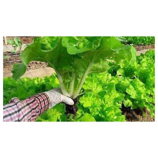 Cải Bẹ Dún RĐ 67