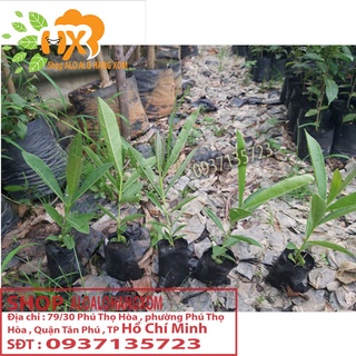hoa chuông vàng cây giống ( combo 5 cây)