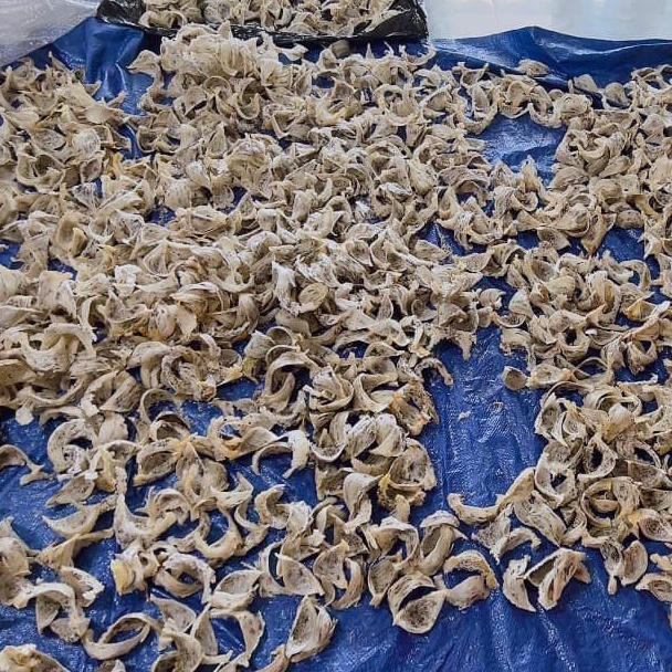 Tổ Yến Thô Nguyên Chất Khánh Hòa 50g Yến Thô Nguyên Tổ Ít Lông + Tặng Kèm Nguyên Liệu Chưng Yến