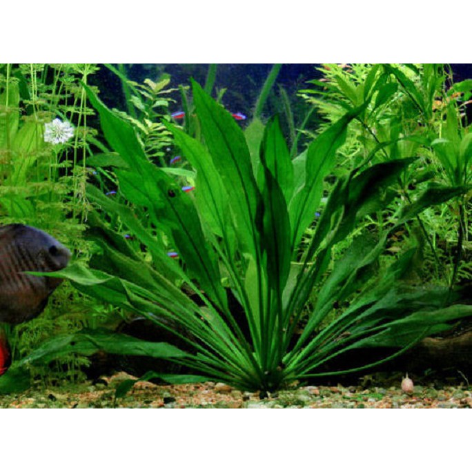 Cây lưỡi mèo - Cây thủy sinh lớn nhanh và phát triển mạnh