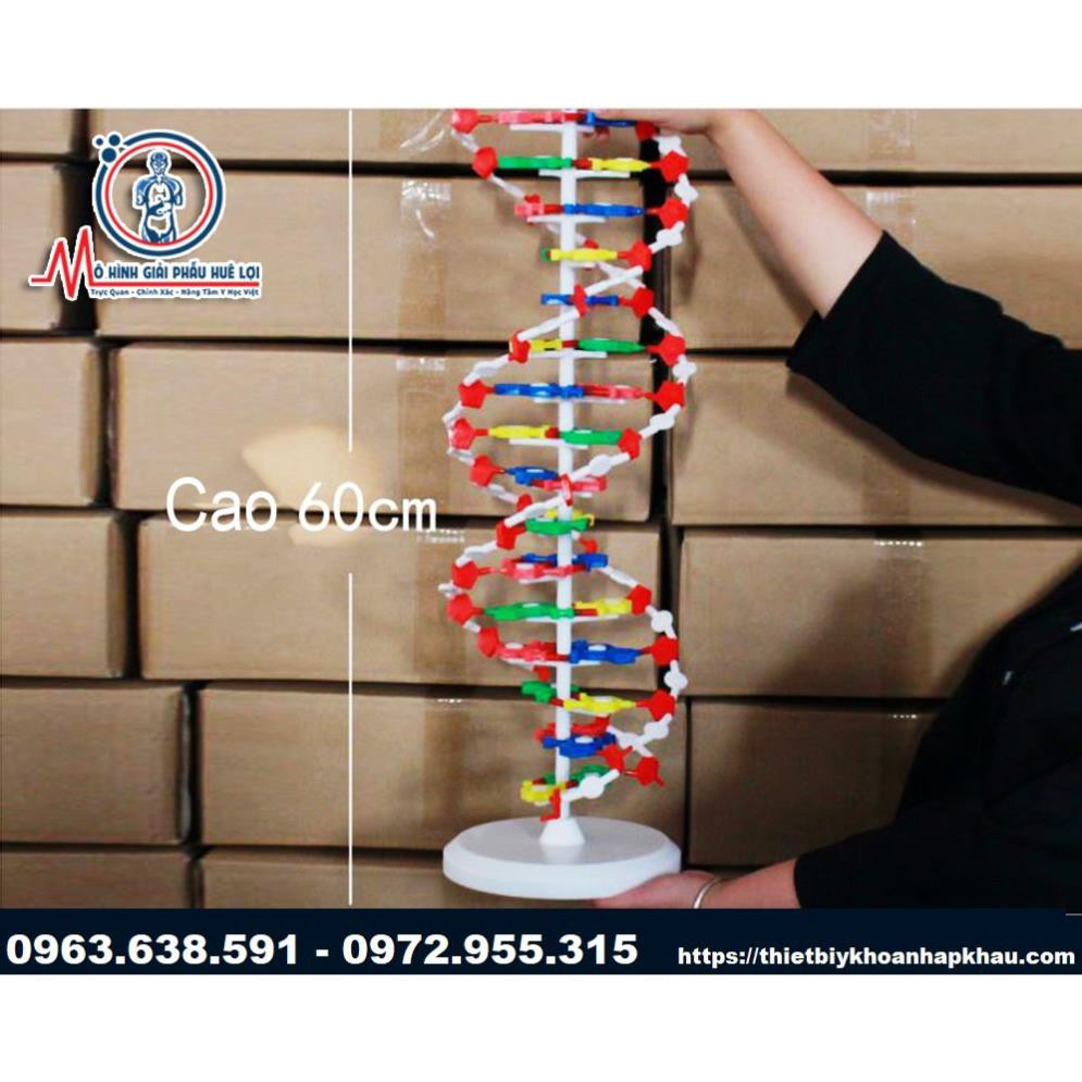 MÔ HÌNH CẤU TRÚC PHÂN TỬ DNA
