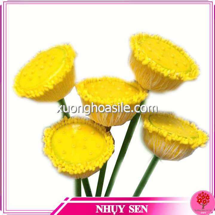 NHỤY SEN, NHỊ SEN