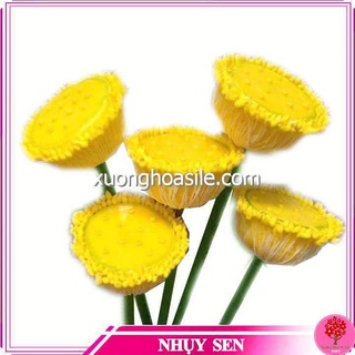 NHỤY SEN, NHỊ SEN