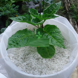 Đá Trồng Cây, Trang Trí - Gói 100gr