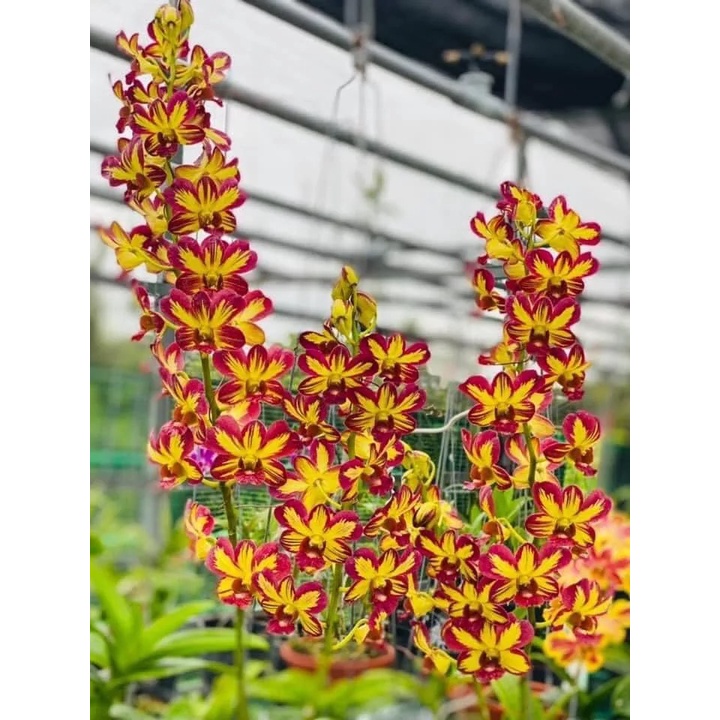 HOA LAN CHỚP VÀNG ĐỎ XỔ 5%