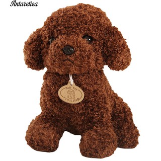 Chó bông Teddy dễ thương