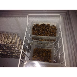Ổ Trứng Dế Thái
