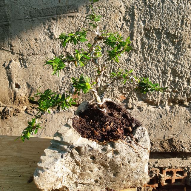 Linh sam bonsai HÒN NON BỘ