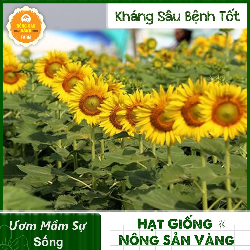 Hạt giống Hoa Hướng Dương Vàng Cao ( Gói 20 Hạt ) - Nông Sản Vàng