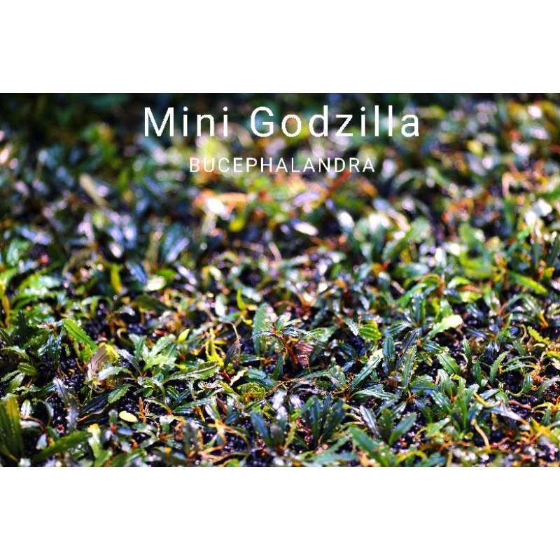 Mini godzilla | Cây thủy sinh lá siêu đỏ | Hàng ngọn | lá cạn