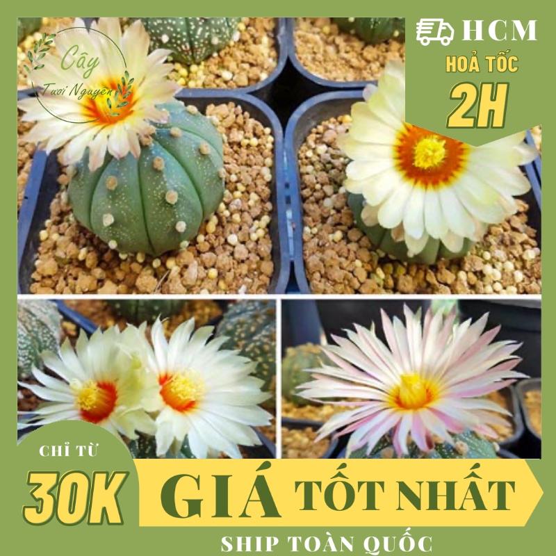 CÂY XƯƠNG RỒNG ASTER ,(cao 3cm), xương rồng sen đá mini để bàn, trang trí sân vườn tiểu cảnh, dễ trồng, Cây Tươi Nguyên