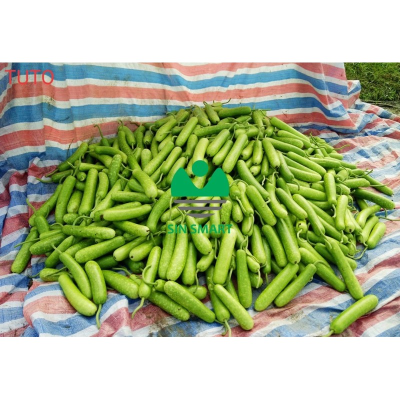 10H Hạt giống Bầu sao trái dài 30 - 40 cm cây khoẻ kháng bệnh chết dây