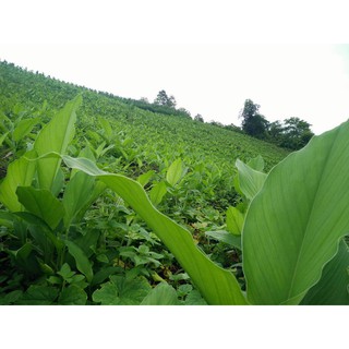 Nghệ nếp khô lát (1kg)