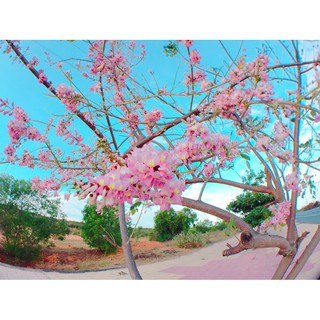 Hạt giống cây hoa Anh Đào