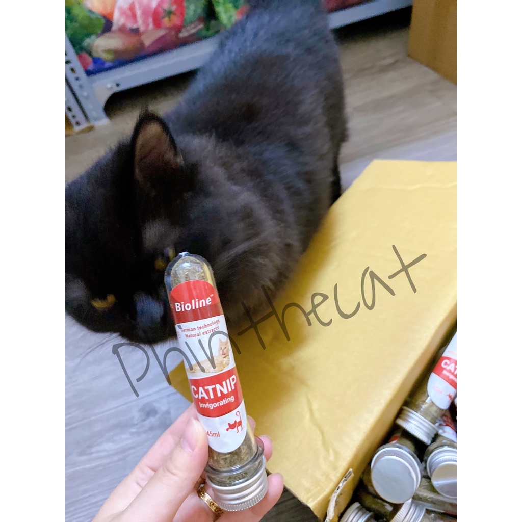 Catnip cao cấp Bioline - Ống 45ml và Hũ 230ml | phinthecat