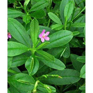 Chậu nhựa mềm🌱 sâm đất🌱