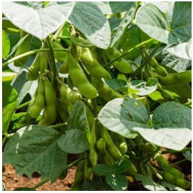 100g đỗ tương làm mầm đậu nành – đỗ tương quê hạt mẩy đẹp