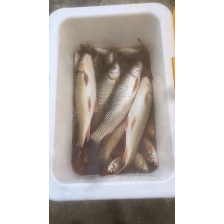 Cám câu cá rô phi và cá trôi