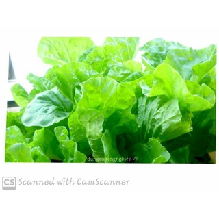20gam Hạt Giống Cải Bẹ Dún Trồng Rau