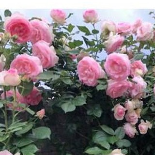 Gói 20 hạt giống hoa hồng leo Pháp nhiều màu