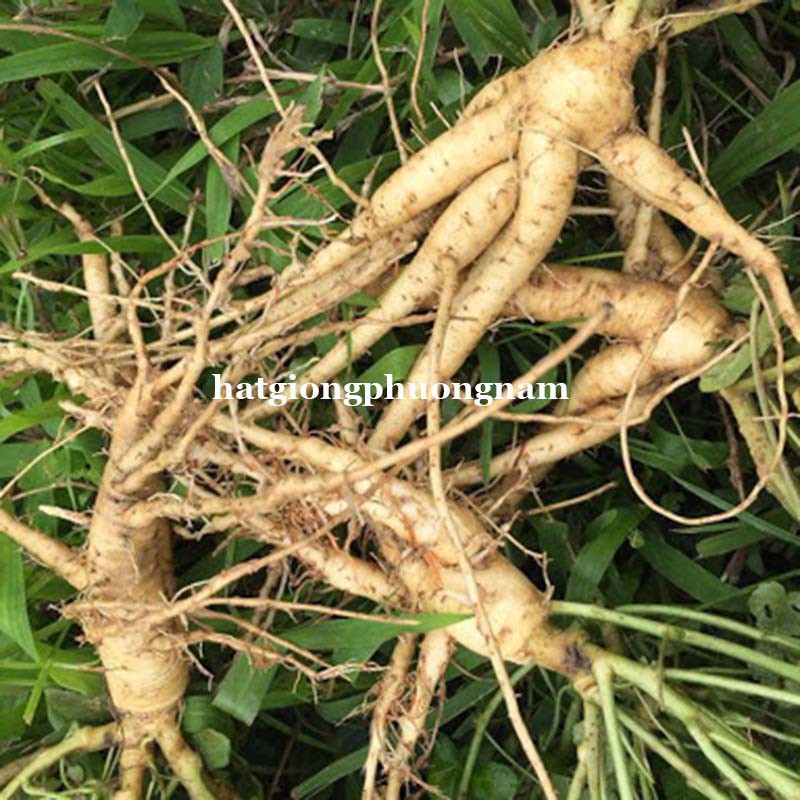 50H - HẠT GIỐNG SÂM BỐ CHÍNH