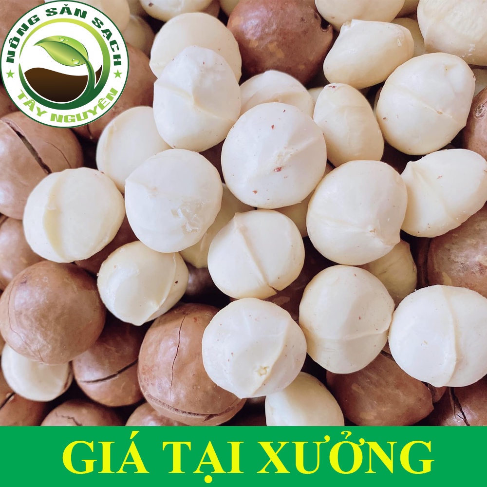 [ GIÁ SỈ] 1kg HẠT MACCA sấy nứt vỏ đắk lắk - hạt mắc ca nứt vỏ - HẠT MACCA - Nông sản sạch Tây Nguyên