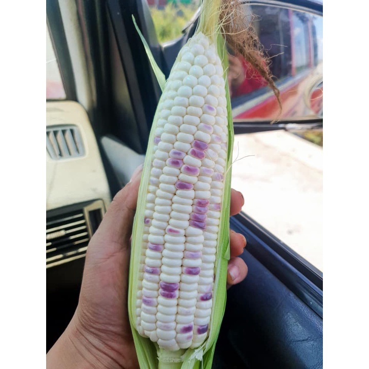 Hạt Giống Ngô  Nếp Thái Siêu Ngọt Nova 50 Gr