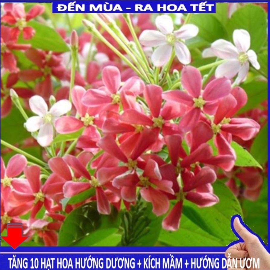 Shop 1k - Hạt giống hoa sử quân tử GÓI 10 HẠT (tặng kèm Thuốc kích mầm + 5 hạt hướng dương lùn siêu bông)