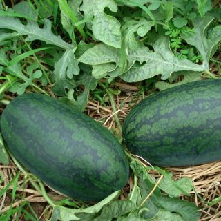 10 hạt dưa hấu lai f1